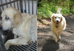 Prima e dopo l'adozione: la gallery dei cani felici!