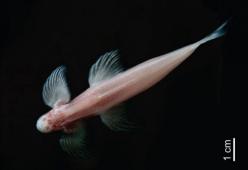 Il pesce cieco che cammina come un umano