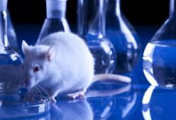 Le bufale che devi sapere sulla sperimentazione animale