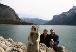 I photobombing di animali più pazzi si sempre