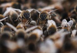 La Francia salva le api mettendo al bando i pesticidi