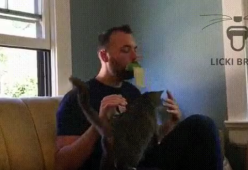 Licki Brush, la lingua-spazzola per leccare il vostro gatto