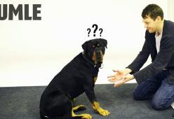 Come reagiscono i cani se un uomo abbaia?