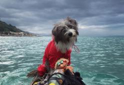 Questo cane sta girando il Mediterraneo in kayak!