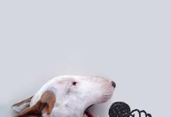 La moglie lo lascia, lui ed il suo cane si divertono così!
