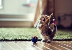I gatti sono adorabili: la scienza lo ha dimostrato