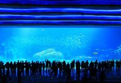 Ecco l'acquario più grande del mondo