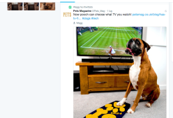 Cani e tv? Inventato il primo telecomando solo per loro!