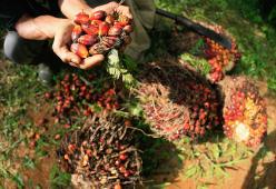 Se ne parla spesso, ma in Italia come funziona il mercato dell'olio di palma?