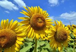 La scienza ha finalmente spiegato perché i girasoli seguono il sole