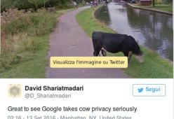 Google e la divertente questione della privacy applicata... alle mucche!