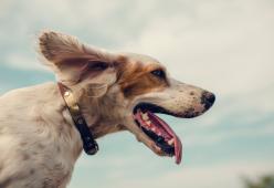 Ecco come il DNA conferma che il cane è il miglior amico dell'uomo