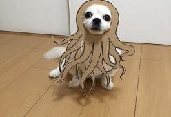 Quando anche i cani fanno i cosplay