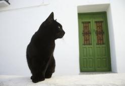 Oggi si festeggia la 13esima edizione del "Gatto Nero Day"