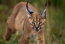Ecco la razza felina più bella del mondo