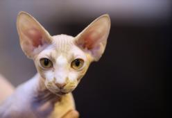 Compra il gatto sul web, ma è una truffa!
