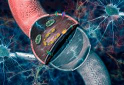 Quando stiamo bene il tempo passa in fretta: merito dei neuroni, lo dice la scienza