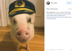 A S.Francisco, in aeroporto, c'è Lilou, il maialino terapeutico!