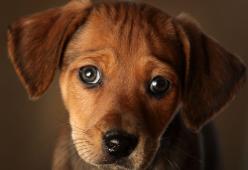 Mania cani sui social network: ne pubblichiamo 6 foto ogni settimana