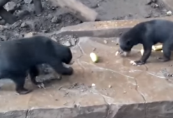Orsi affamati e scheletrici, il video scandalo dello zoo di Bandung