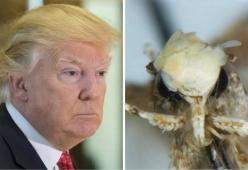 Falena dedicata a Donald Trump: ha lo stesso ciuffo biondo!
