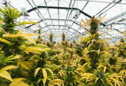 Colorado: sì alla marijuana per tutti coloro che “lavorano con il cervello”