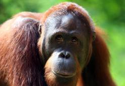 “Tinder per scimmie”: ora i social conquistano anche il mondo animale