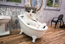 Kattarshians, il Grande Fratello dei gatti live dall’Islanda
