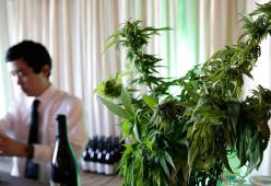 Sommelier della cannabis, negli Stati Uniti prende piede un nuovo lavoro molto particolare