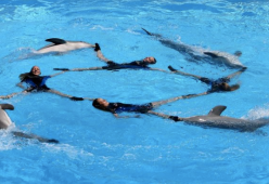 Quando i delfini danno lezioni di team building ai manager
