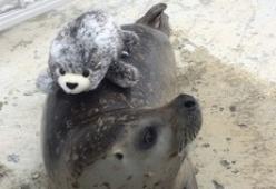 Esemplare di foca gioca con un mini peluche di un suo simile. I due sono inseparabili