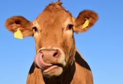 Arriva la carne in provetta, sarà sui nostri scaffali nel giro di cinque anni