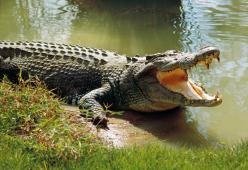 Coccodrillo rarissimo ucciso da uno zoo: aveva morso una dipendente