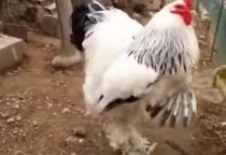 Pollo gigante immortalato in Kosovo: è grande come un piccolo frigorifero