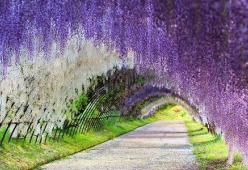 Un coloratissimo tunnel di glicini: ecco lo spettacolo della primavera