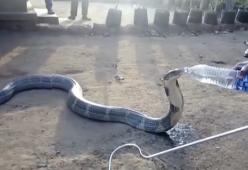 Cobra beve acqua dalla bottiglia, il video