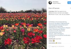"U Pick", apre il campo di tulipani a due passi da Milano