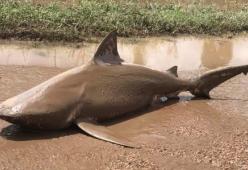 Squalo morto trovato su una strada cittadina: è piovuto dal cielo
