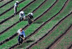 Arrivi tardi a scuola? Dovrai zappare la terra