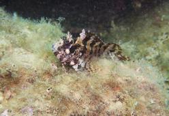 Scoperto il pesce che droga gli avversari