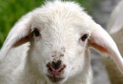 Pasqua vegana? Diminuiscono le prenotazioni di carne