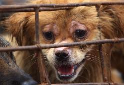 Taiwan: stop alla carne di cane e gatto
