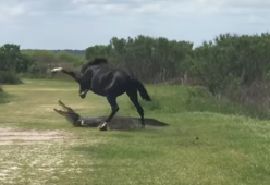 Video: cavallo attacca alligatore