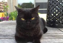 Il lato oscuro dei gatti di casa