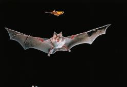 Problemi di zanzare? Adottate un pipistrello