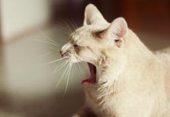 Ecco a voi il gatto più pigro del mondo