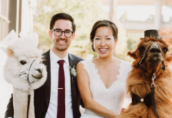 USA: matrimoni indimenticabili in compagnia del lama