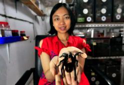 Indonesia: una ragazza “convive” con 1500 tarantole
