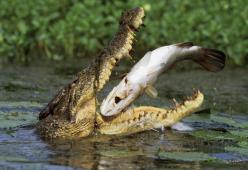 Essere mangiati da un predatore ed uscirne illesi? È possibile