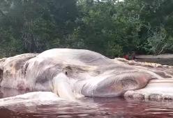 Indonesia, balena putrefatta galleggia nell’acqua: il video shock